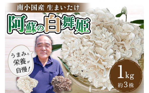 南小国町特産の"舞茸"を生産現場から直接、皆様の元へお届けします。