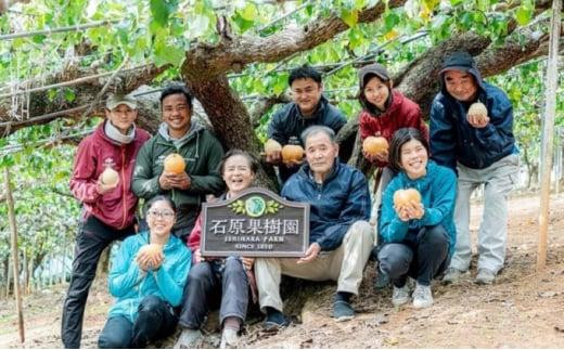 【終了】梨 2024年 先行予約 あたご梨 3玉 合計3.6kg以上 化粧箱 ナシ なし 岡山県産 国産 フルーツ 果物 ギフト 石原果樹園