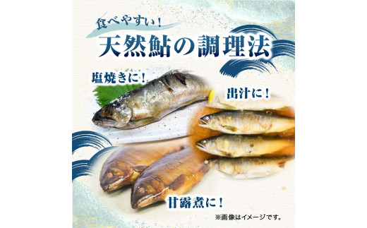 日高川椿山ダム上流 天然子持ち鮎 17cm-19cm 5尾×2パック 計10尾  川漁師なおべ《10月下旬-1月上旬頃出荷》 和歌山県 日高川町 あゆ 鮎 天然鮎 魚