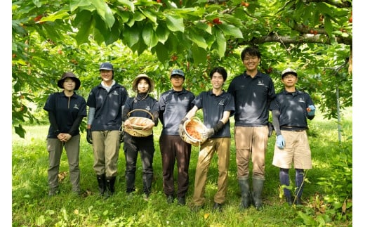 先行予約 北海道産 サミット800g バラ 秀品 Lサイズ以上 サクランボ 朝採り 当日発送