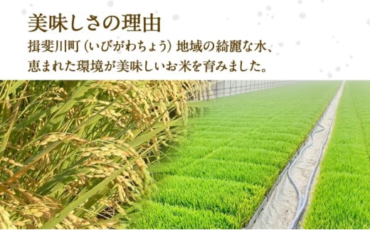 [№5568-0180]定期便 全12回 岐阜県 揖斐川町産 令和6年 ハツシモ 高橋米 10kg 1袋 お米 精米 白米 米 ごはん ご飯 はつしも あっさり ブランド米 10キロ 大粒 幻の米 高橋ファーム Takahashi Farm 揖斐川町