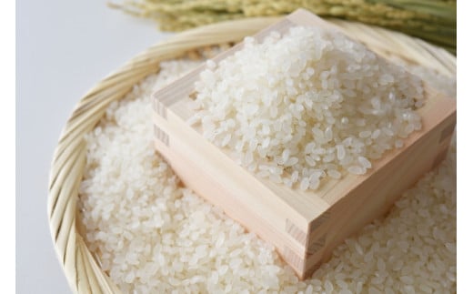 【令和7年産】妙高産こしひかり特別栽培米5kg