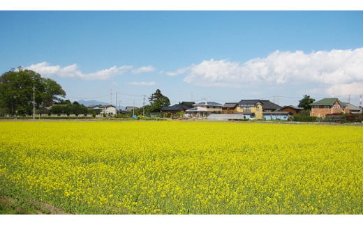 【 先行予約 】【 10月 発送開始 】 令和6年産 コシヒカリ ( 精米 10kg ) 特別栽培 菜の花米 「菜菜ちゃん」  米 こめ ごはん ご飯 白米 国産 茨城県産 新生活 プレゼント 新生活応援 必要なもの 便利 おすすめ 消耗品 一人暮らし 二人暮らし 必要 こしひかり おいしい お土産 ギフト 贈答 おみやげ