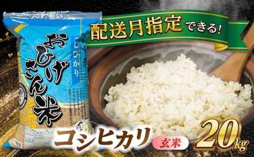 コシヒカリ 玄米 20kg 令和6年度産 新米