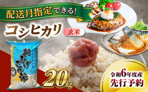 コシヒカリ 玄米 20kg 令和6年度産 新米