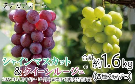 [No.5657-3345]朝採りシャインマスカット約400g＆クイーンルージュ®約400g（各２房 合計約1.6kg）《タナカファーム》■2022年発送■※9月中旬頃～10月中旬頃まで順次発送予定