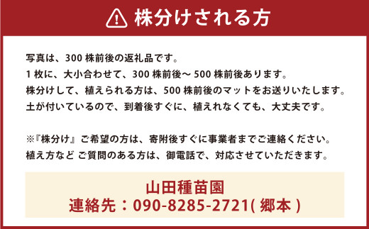 玉竜 タマリュウ たまりゅう 4枚