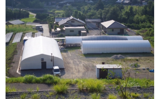 「夢のきくらげ」白いきくらげ・あらげきくらげセット②（生・乾燥）  / 和歌山 田辺市 きくらげ 生 乾燥 天然 無添加 栄養豊富 中華料理 サラダ【fzn002】