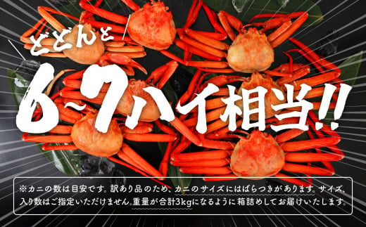 《3月初旬より順次配送》【訳あり】日本海沖産　紅ズワイガニ 約3kg/冷蔵　　冷蔵  ズワイガニ 約 3kg 紅ズワイガニ ベニズワイガニ ずわい ズワイ蟹 ずわいがに ずわい蟹 姿 ボイル 訳あり 蟹 カニ かに 国産 蟹 不揃い 傷 緊急 カニみそ入り 潟上市 【安田水産】