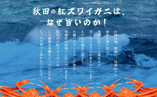 《3月初旬より順次配送》【訳あり】日本海沖産　紅ズワイガニ 約3kg/冷蔵　　冷蔵  ズワイガニ 約 3kg 紅ズワイガニ ベニズワイガニ ずわい ズワイ蟹 ずわいがに ずわい蟹 姿 ボイル 訳あり 蟹 カニ かに 国産 蟹 不揃い 傷 緊急 カニみそ入り 潟上市 【安田水産】