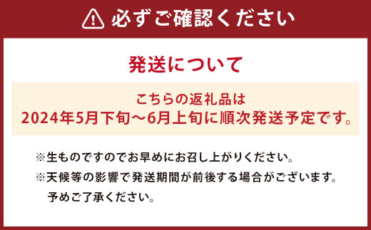 長崎びわ 250g×4パック（計1kg） Lサイズ