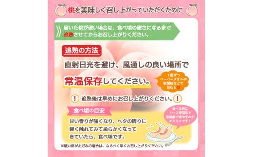 【定期便4回】山形のフルーツを食べ尽くし！厳選フルーツ定期便F 【令和7年産先行予約】FS24-803