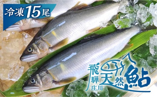 白川村産 飛騨庄川の天然鮎 15尾 18cm以上 750g以上 鮎 天然 あゆ 魚 岐阜県 白川郷 世界遺産 塩焼き BBQ 30000円  [S512]年内お届け 年内配送