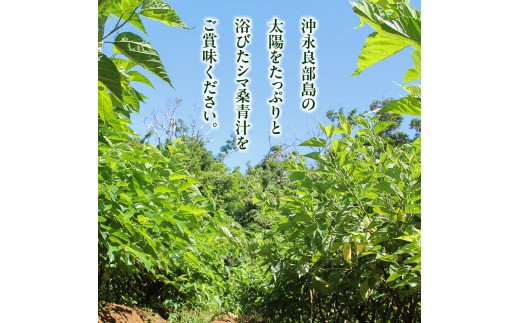 JAS認定！シマ桑青汁（粉末100g）2個