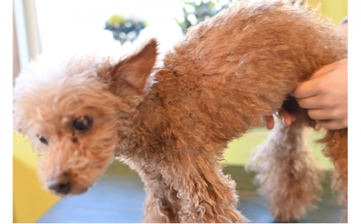 [№5533-0305]【犬用】ドライジェルニームシャンプー　400g　水の要らないシャンプー