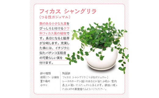 観葉植物 フィカス シャングリラ つる性ガジュマル マットボールＭ植え（１鉢） 受皿付 軽石砂 北海道冬季発送不可  群馬県 千代田町 インテリア ナチュラル 自然 プレゼント ギフト 贈答用 送料無料 趣味 風水 緑 人気 オススメ 初心者 玄関 自家栽培 株式会社チャーム