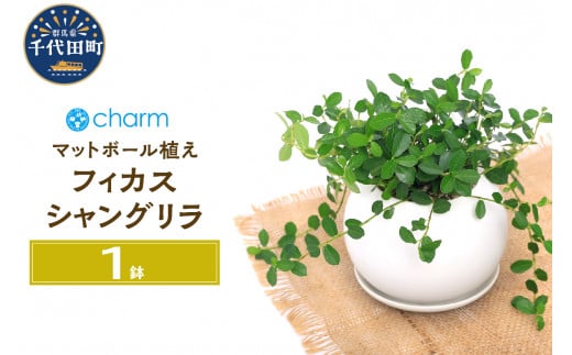 観葉植物 フィカス シャングリラ つる性ガジュマル マットボールＭ植え（１鉢） 受皿付 軽石砂 北海道冬季発送不可  群馬県 千代田町 インテリア ナチュラル 自然 プレゼント ギフト 贈答用 送料無料 趣味 風水 緑 人気 オススメ 初心者 玄関 自家栽培 株式会社チャーム