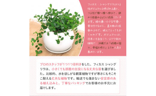 観葉植物 フィカス シャングリラ つる性ガジュマル マットボールＭ植え（１鉢） 受皿付 軽石砂 北海道冬季発送不可  群馬県 千代田町 インテリア ナチュラル 自然 プレゼント ギフト 贈答用 送料無料 趣味 風水 緑 人気 オススメ 初心者 玄関 自家栽培 株式会社チャーム