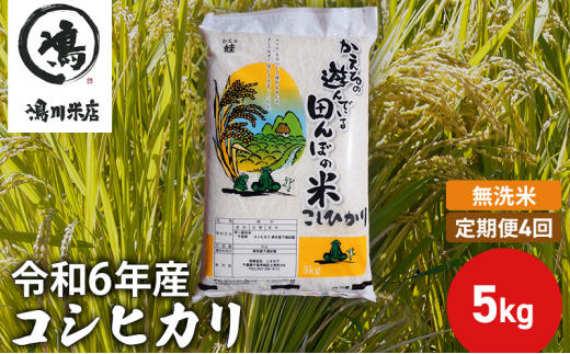 【定期4ヶ月】新米 コシヒカリ 乾式無洗米 5kg 令和6年産 [№5346-0657]