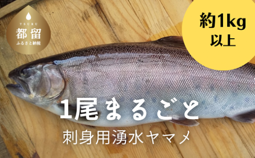 【5月6月7月8月発送】刺身用湧水ヤマメ1尾まるごと＜期間限定＞【柴崎養魚場】｜山女魚 やまめ ヤマメ 渓流の女王　刺身　さしみ　