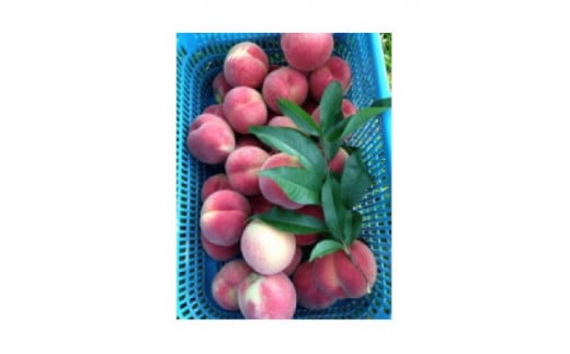 【R8年分 先行受付】長野県高森町産 桃(あかつき) 約3kg ＜2026年7月下旬発送＞ 信州 南信州 農家直送 果物 くだもの もも モモ 旬 旬の果物 旬の桃 鮮度抜群  完熟 やまやす中島農園