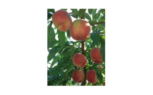 【R8年分 先行受付】長野県高森町産 桃(あかつき) 約3kg ＜2026年7月下旬発送＞ 信州 南信州 農家直送 果物 くだもの もも モモ 旬 旬の果物 旬の桃 鮮度抜群  完熟 やまやす中島農園