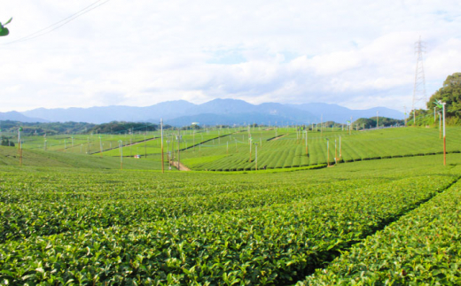 亀山茶・深蒸し煎茶・煎茶味わいセット 亀山市/三重茶農業協同組合 伊勢茶 セット 送料無料 [AMAG006]