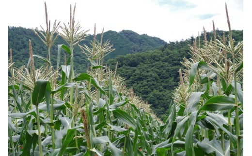 【先行予約】新鮮！朝どれトウモロコシ【10本入】 ※北海道・沖縄・離島への配送不可 ※着日指定不可  ふるさと納税 野菜 やさい コーン ヤングコーン とうもろこし トウモロコシ もろこし 青果 山梨県 道志村 送料無料 DSV005