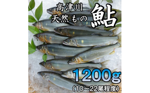 高津川天然あゆ冷凍　1200g(吉賀町)【1259205】