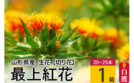 《 先行予約 》最上紅花 【切り花】ベニバナ（生花）1箱(20～25本入り) 山形県白鷹町産 【2024年7月上旬に順次発送予定】