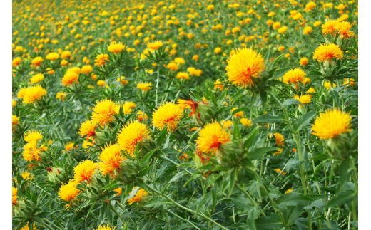 《 先行予約 》最上紅花 【切り花】ベニバナ（生花）1箱(20～25本入り) 山形県白鷹町産 【2024年7月上旬に順次発送予定】