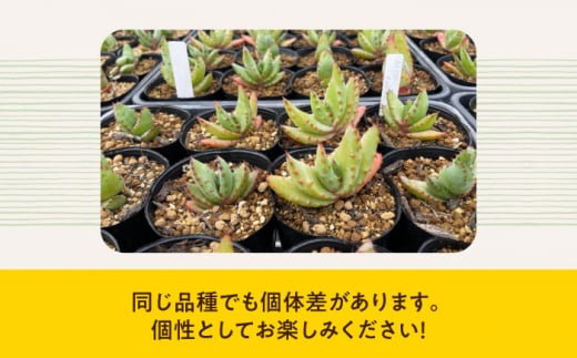 観葉植物 多肉植物 苗 植物 アロエ あろえ インテリア