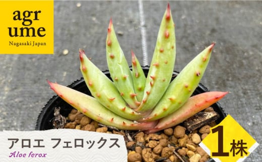 観葉植物 多肉植物 苗 植物 アロエ あろえ インテリア