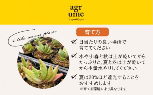 観葉植物 多肉植物 苗 植物 アロエ あろえ インテリア