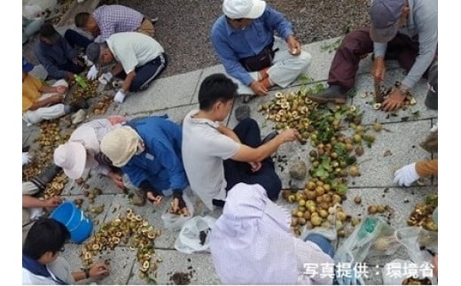 【記念苗木付き】足摺ヤブ椿再生プロジェクトへの支援・応援 自然保護 椿 つばき ツバキ 藪椿 ヤブツバキ クラウドファンディング 募金 先行予約 苗木 植木 花木 常緑樹 高木 植物【R00080】