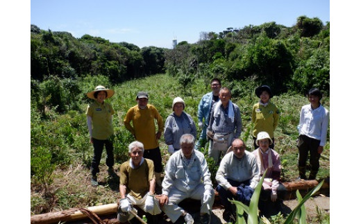 【記念苗木付き】足摺ヤブ椿再生プロジェクトへの支援・応援 自然保護 椿 つばき ツバキ 藪椿 ヤブツバキ クラウドファンディング 募金 先行予約 苗木 植木 花木 常緑樹 高木 植物【R00080】