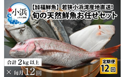 【定期便】 【全12回(毎月発送)】 【下処理済】 旬の天然鮮魚 2kg おまかせ セット 【加福鮮魚】 「若狭小浜港産地直送」！　