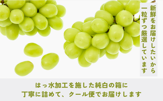 [No.5657-4020]パリッじゅわ～！高貴な香りのシャインマスカット  粒 約500g (約30～40粒) 《なかむら果実園》■2024年発送■※9月上旬頃～10月下旬頃まで順次発送予定