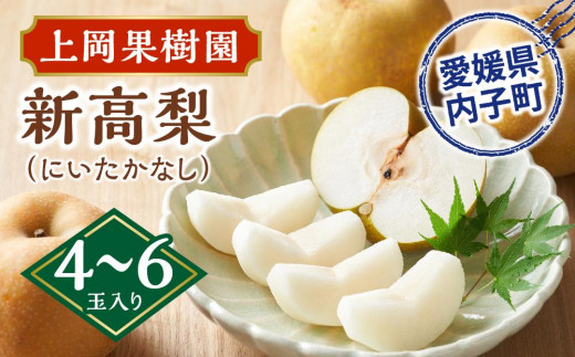 上岡果樹園の新高梨（にいたかなし）（1）【4～6玉入り】【フルーツ 果物 くだもの 食品 人気 おすすめ 送料無料】