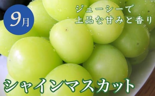 ［年6回定期便］ 小布施町の人気フルーツ定期便6カ月コース ［小布施屋］ 定期便 頒布会 フルーツ 果物 令和6年産 【2024年7月～12月発送】 ［J-3］