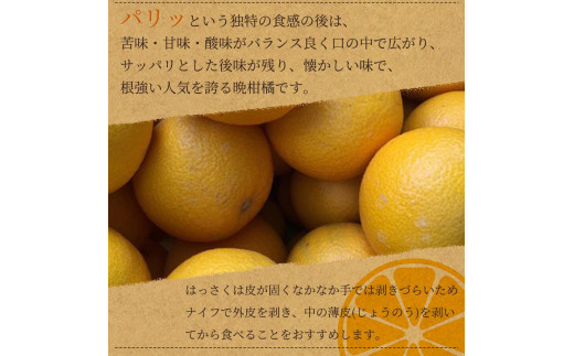 八朔（はっさく）約10kg　紀州和歌山 かつらぎ産【2025年2月上旬頃～2025年2月下旬頃に順次発送】【UT19】