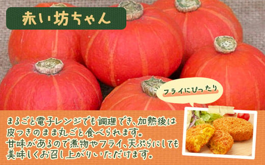 【2025年8月以降発送】ミニかぼちゃのセット（4種） 約10kg バターナッツ プッチーニ 北海道 豊浦町産 【 ふるさと納税 人気 おすすめ ランキング 野菜 その他野菜 かぼちゃ 南瓜 カボチャ 国産 赤い 赤ちゃん バター ナッツ セット おいしい 美味しい 甘い 北海道 豊浦町 送料無料 】 TYUH001