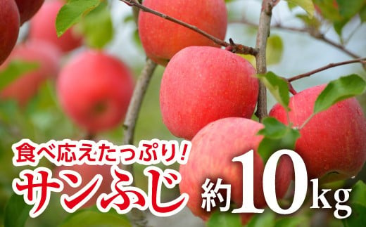 【令和6年産先行予約】 JA りんご 「サンふじ」 約10kg (28～40玉 秀) 《令和6年11月中旬～12月中旬発送》 『JA山形おきたま』 山形県 南陽市 [720]