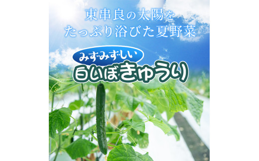 【0152702b】＜定期便・全2回＞名産地の農家直送！みずみずしい白いぼきゅうり(計4g・2kg×2回) 野菜 やさい 旬 新鮮 サラダ キュウリ 胡瓜【吉ヶ崎農園】