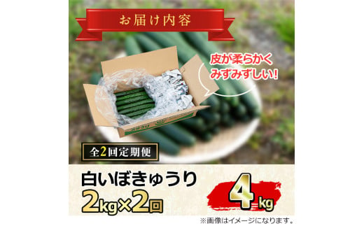 【0152702b】＜定期便・全2回＞名産地の農家直送！みずみずしい白いぼきゅうり(計4g・2kg×2回) 野菜 やさい 旬 新鮮 サラダ キュウリ 胡瓜【吉ヶ崎農園】