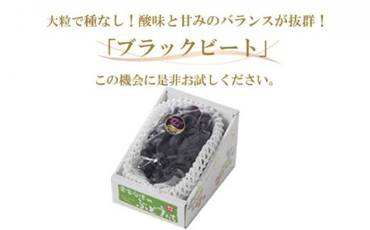 ぶどう 2024年 先行予約 ブラックビート 約600g×1房 ブドウ 葡萄  岡山県産 国産 フルーツ 果物 ギフト