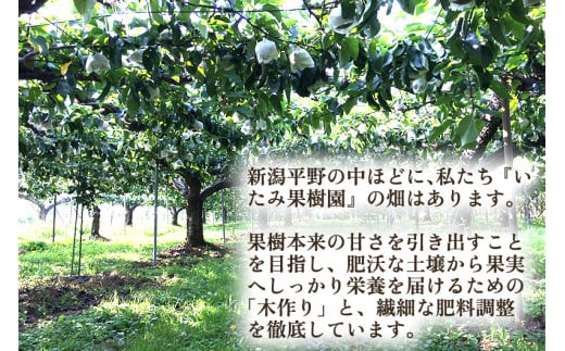 【2025年先行予約】新潟県産 厳選 あきづき梨 3kg（5～7玉）《9月上旬以降発送》果物 フルーツ 加茂市 いたみ果樹園