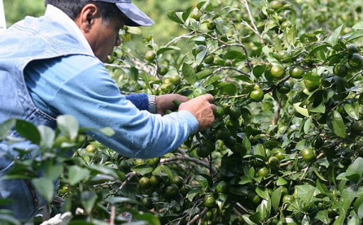 沖縄県大宜味村産100％　青切りシークヮーサー1リットル（500ml2本セット） 沖縄 おきなわ 青切り ドリンク 飲み物 カクテル割り 大宜味村 ノビレチン 500ml 2本セット 拘り すっきり ドレッシング 調味料 隠し味 話題 国産 県産 すっぱい やんばる