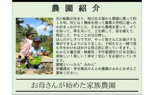 訳あり　甘平　サイズ不揃い3キロ　家庭用 今が旬 甘い 農園直送 みかん 人気 数量限定 先行予約 柑橘 蜜柑 ミカン 愛媛みかん かんきつ 愛媛県 産地直送 フルーツ 果物 くだもの [№5310-0205]