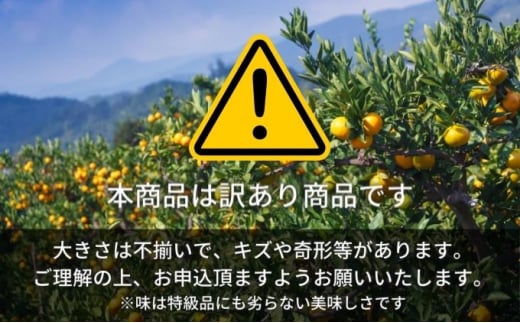 訳あり　甘平　サイズ不揃い3キロ　家庭用 今が旬 甘い 農園直送 みかん 人気 数量限定 先行予約 柑橘 蜜柑 ミカン 愛媛みかん かんきつ 愛媛県 産地直送 フルーツ 果物 くだもの [№5310-0205]